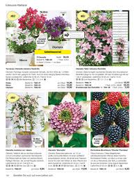 Olympia, sometimes referred to as olympiastadion, is a football stadium in helsingborg, sweden. Bakker Com De Herbst 2017 Up Climbers Clematis Nubia Created With Publitas Com