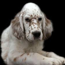 We did not find results for: Decoverly Kennels English Setters Home Facebook
