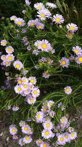 Image result for Felicia muricata