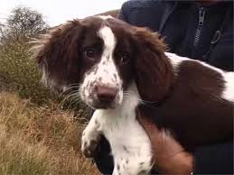 The welshie is among britain's oldest sporting breeds. English Springer Spaniel Dog Breed Dog Type English Springer Spaniel Breed Set Of Picture Ideas Youtube