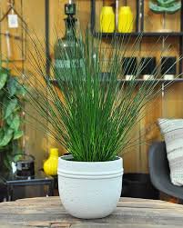 Im Garten Sind Graser Beliebt Im Zimmer Sind Sie Oft Nur Kunst Warum Eigentlich Die Flatterbinse Sieht Doch Fantastisch Aus Juncus Effusus Juncuse In 2020 Plants