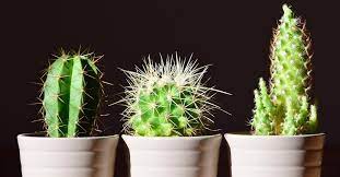 2) what can you do to help save endangered animals? Buy Cactus Plants Online Cactus Plants In Delhi Get Cactus Plants At Home Green Decor