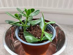 Maybe you would like to learn more about one of these? Jade Plant Leaves Turning Red Why Does This Happen Osera