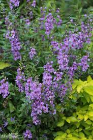 The flowers are edible and come in shades of orange, yellow. Deer Resistant Annuals Colorful Choices For Sun And Shade