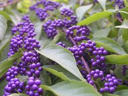 We did not find results for: Hardy Shrub Westchester Ny Gardens