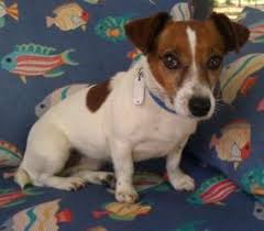 323 unionville indiantrail rd w suite. Adopt Guernsey On Petfinder Jack Russell Jack Russell Dogs Rat Terrier Dogs