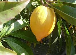 Fruit may be enjoyed alone or with salt, pepper and squeeze of lime. Egg Fruit Farming Canistel Information Guide Agri Farming