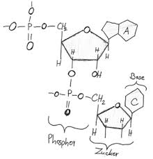 Wie Ist Die Dna Aufgebaut Bio Einfach Erklart