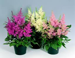 Double blooms on compact plants in spring. Astilbe Arendsii Astary Mix Muller Seeds