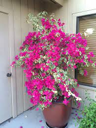 Pin On Outdoor Container Ideas