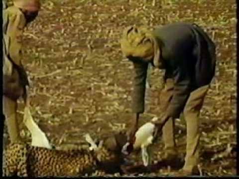 Hunting with Cheetahs | the glyptodon
