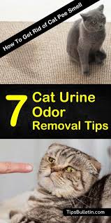 How do you eliminate cat urine smell? AdaugÄƒ Pin Pe Good To Know