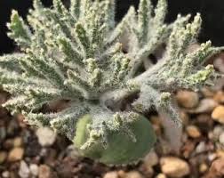 Image result for Eriospermum