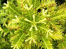 Tips for planting against a wall. Conifers Tentative Plant Scientist