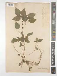 Image result for Acalypha brachystachya