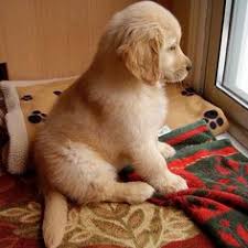 Maybe you would like to learn more about one of these? 110 Best Golden Retrievers For Cheyenne Ideas Cute Animals Dogs Golden Retriever