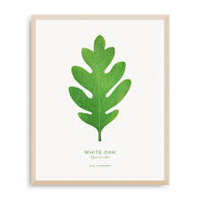 Image result for white oak leaf