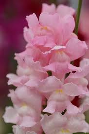 Antirrhinum Majus Kyoto Botanical Garden Japan Pretty Flowers Flowers Love Flowers