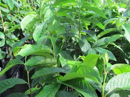 Browse photos, see new properties, get open house info, and research neighborhoods on trulia. Paw Paw So Easy To Grow So Delicious Just Fruits And Exotics