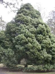 Image result for Acacia melanoxylon