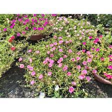 Four o'clocks plant bisa menjadi tanaman hias dan ada manfaat untuk kesehatan tubuh. Satu Keratan Bunga Ros Jepun Jenis Tiara Pokok Bunga Pukul 10 Japanese Rose Rose Jepun Shopee Malaysia