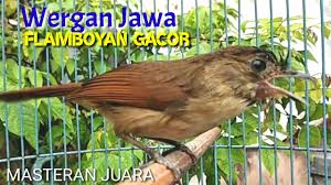 Antara lain dari melihat tingkah laku dan juga fisiknya. Download Flamboyan Nyuling Merdu Mp3 Mp4 3gp Flv Download Lagu Mp3 Gratis