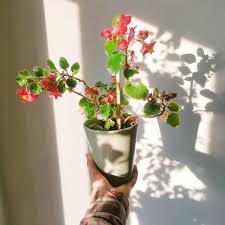 Image result for Begonia clypeifolia