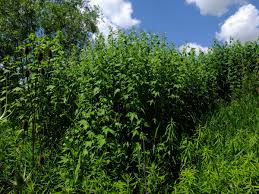 Image result for Sida chrysantha