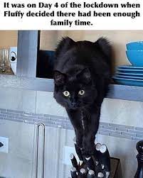 Prepare To Be Wooed By This Caturday Mood 33 Cat Memes Funny Animal Memes Funny Cat Memes Cute Animal Memes