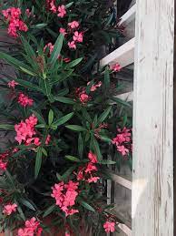 Maybe you would like to learn more about one of these? Plant Of The Month 10 Off Red Jardina Garden Center Facebook
