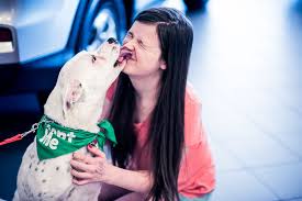 Make a donation the lilly & orchid extraordinary medical fund sponsor a pen give the gift of stock donate your vehicle help a tougher to adopt animal our wishlist. Boston Volvo To Host Inaugural Pet Adoption Event 06 11 17