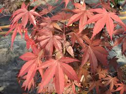 It also tends to resist leaf scorch from hot, dry weather better than many other varieties. Acer Palmatum Japanese Maple Japanese Maple Cultivars North Carolina Extension Gardener Plant Toolbox