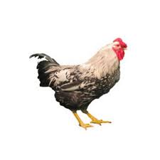 Well rounded, moderately long wattles with oblong earlobes. Silver Laced Wyandotte Townline Hatchery