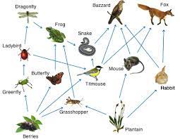 When many such individual food chains occur in an ecosystem, it is known as food web. What Is The Definition Of A Food Chain A Food Web And A Food Pyramid Socratic