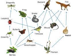 2 low income is almost inherent in the definition and measurement of food insecurity. What Is The Definition Of A Food Chain A Food Web And A Food Pyramid Socratic