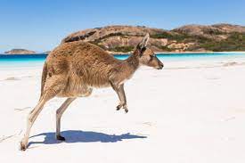 Tiere Australien Besonderheiten Einer Einzigartigen Fauna
