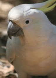 Pest & insect control products, supplies and equipment. Australian Pest Bird Species Pest It