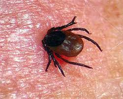 En fait, la maladie de lyme était connue en europe sous le nom de erythema migrans (érythème migrant, plaque rouge migrante) et les symptômes primaires font penser à un état grippal. La Maladie De Lyme Borreliose De Lyme Laboratoire D Analyses Medicales