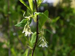 Image result for Ormocarpum schliebenii