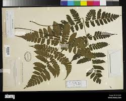 Image result for Megalastrum lanuginosum