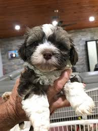 We only offer our little darlings to qualified people that show the desire to succumb to the overwhelming love, devotion, and intelligent playfulness that is the havanese. Past Puppies Havanese Puppies For Sale Havanese Puppies Puppies Daisy Dog