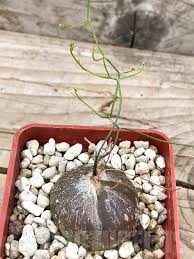 Image result for Schizobasis intricata