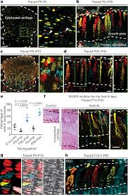 Chapter # - Chapter Title - Ppt Video Online Download