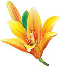 Yellow Lily Flower Png Clipart Best Web Clipart Lily Flower Lily Painting Flower Sketches