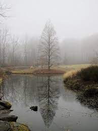 Trees In Winter Bald Cypress Brookside Gardens Winter Trees Bald Cypress Beautiful Tree