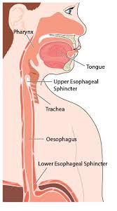 So, sip some alkaline water, maybe take a gargle. Lpr Treatment The Supreme Therapy Guide Refluxgate
