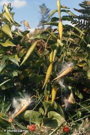 Image result for Vincetoxicum stenolobum