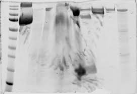 Ana de mendoza de la cerda y de silva cifuentes, princess of eboli, duchess of pastrana (in full, spanish: Bqf0v5vy7v3j3m