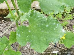 Image result for mildew on cucumbers