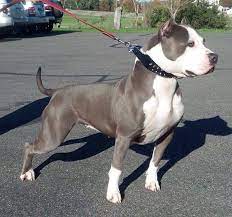 pin by carlos salgado on animals pitbull terrier american pitbull terrier pitbull dog